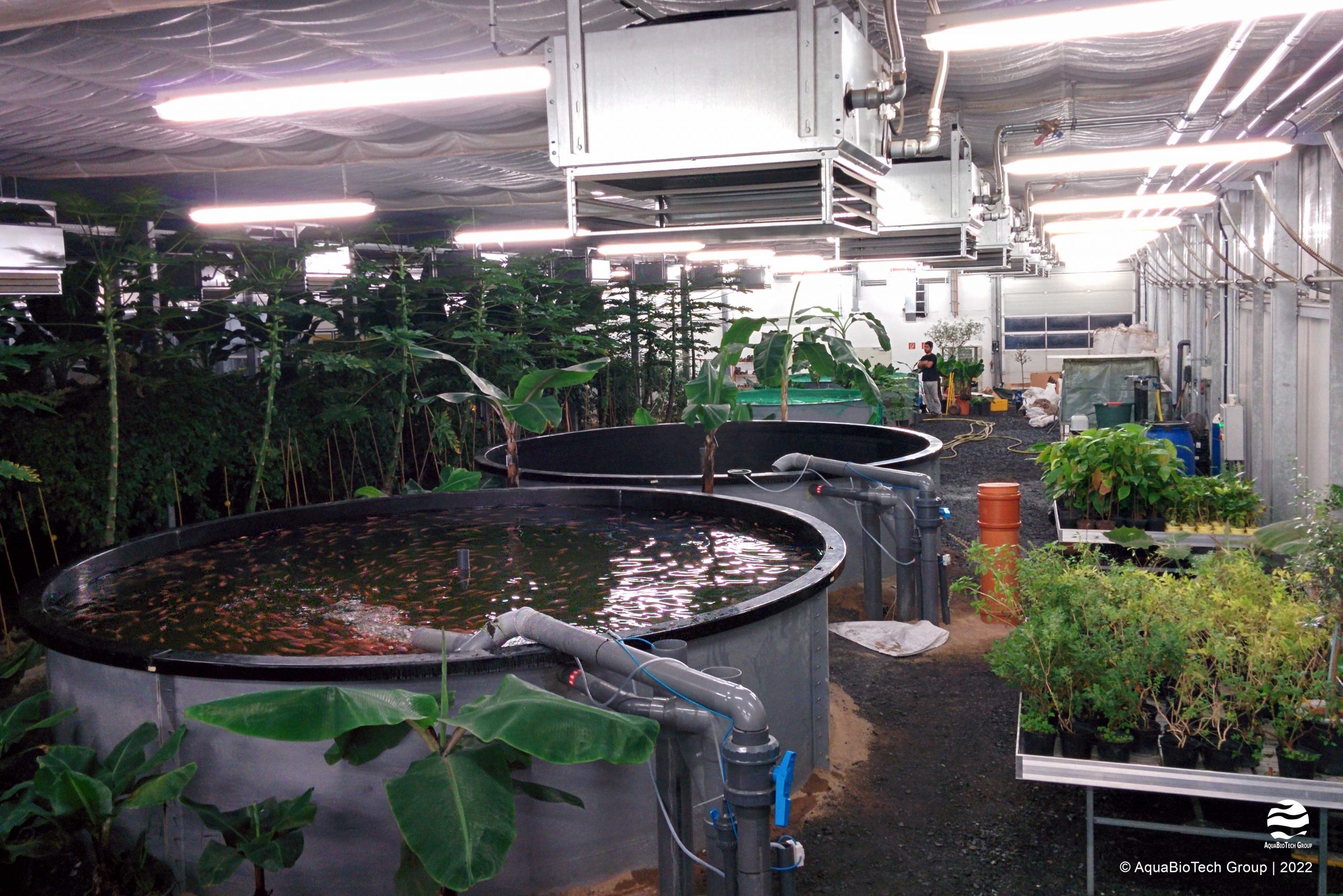 recirculating aquaponic systems